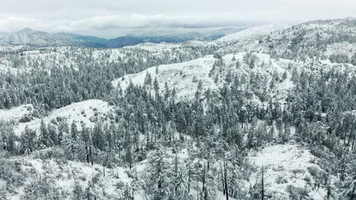 Soft Snowfall Winter Snowy Forest