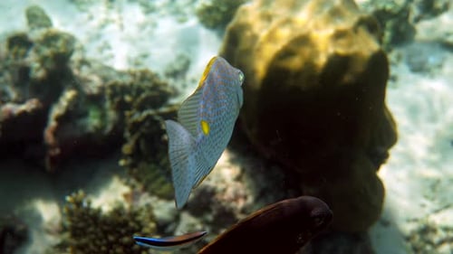 Unterwasserfoto der Siganus Guttatus-Schule des Goldenen Kaninchenfisches im Korallenriff