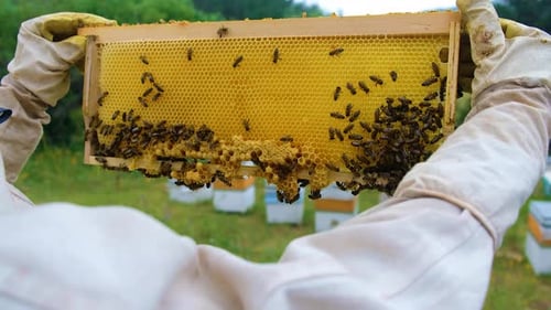 Honey Bees