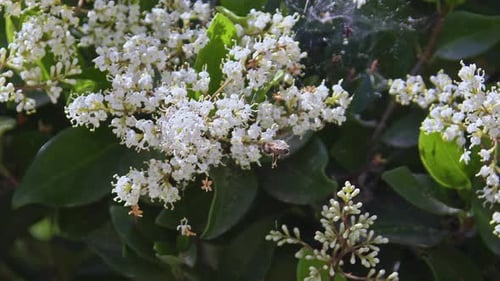 Honeybee Searching For Pollen In White Flowers To Make Honey In Summer 1