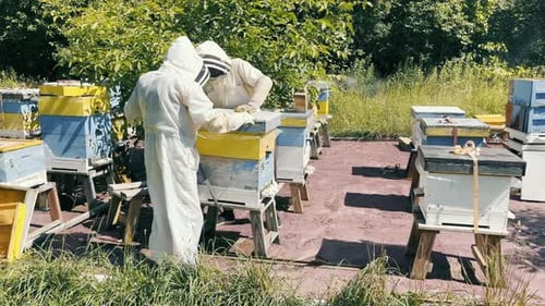 Beekeeping and Apiary