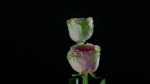 Schöne Rosen zweifarbiger Hintergrund