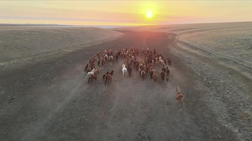 Wild Horses Running