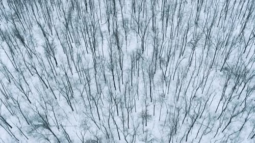 Flying over the black trees