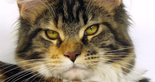 Brown Tortie Blotched Tabby and White Maine Coon Domestic Cat, Close up of the head of Female