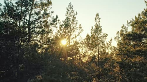 Aerial View Of Green Pine Coniferous Forest In Landscape During Sunset In Spring