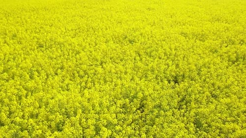 Luftaufnahme Drohnenflugaufnahmen von blühenden gelben Rapsfeldern, Rapsblumen