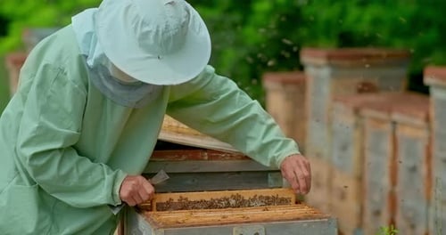 Beekeeper Inspecting Honeycomb Frames at Rural Apiary