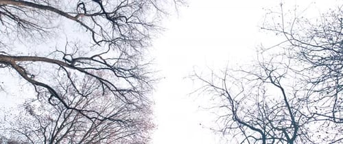 The Forest