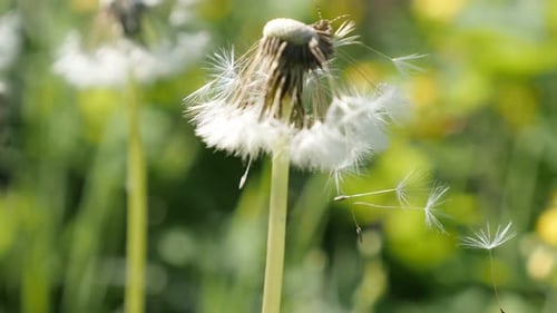 Gewöhnlicher Löwenzahn Frühlingsblumensamen auf dem Wind Nahaufnahme 4K 2160p 30fps UHD-Aufnahmen - Flacher DOF