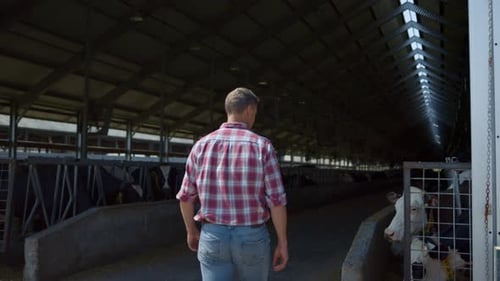 Fermier marchant des rangées d'étables avant de nourrir les vaches dans une ferme d'élevage