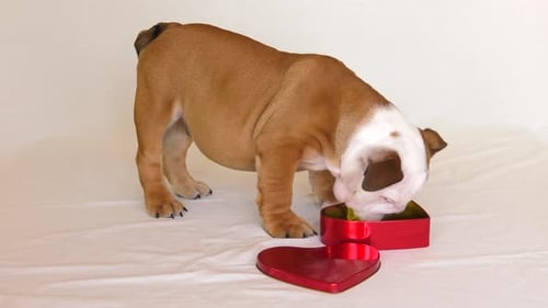 bulldog puppy eating from heart shape valentine tin 4k