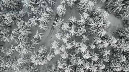 Flight Above a Frozen Forest and Spruce Trees Covered with Snow in Winter