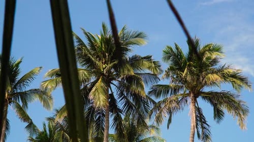 Majestic palm trees against blue sky in sunny day. Dolly left, low angle