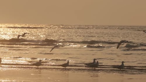 Möwen fliegen zur goldenen Stunde, Sonnenuntergang, Zeitlupe über die Küste
