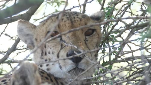 Gepard hautnah beim Ausruhen unter Büschen
