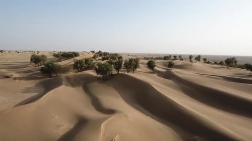 Désert de Hema, arbres, terres arides et dunes rouges, Sultanat d'Oman
