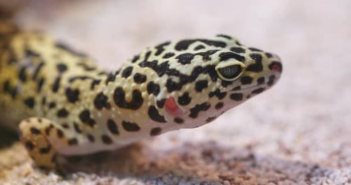 Lézard