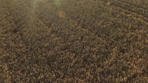 Anschluss an einem sonnigen Tag über eine Gruppe von Erntefeld geschossen