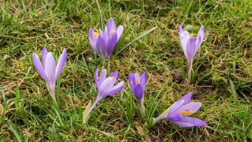Krokusblume blüht auf grüner Frühlingswiese