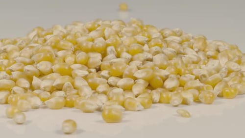 Pile of Yellow Corn Kernels on White Surface