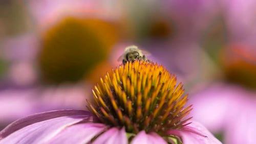 Wild Honeybee collecting nectar of pink Coneflower in Nature,close up shot