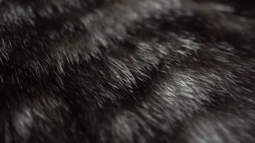 Moving Close Up Dark Fur Texture