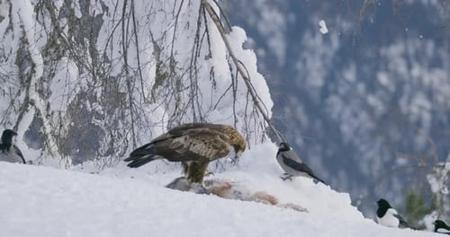 Golden Eagle Feasting on Prey in Snowy Mountains