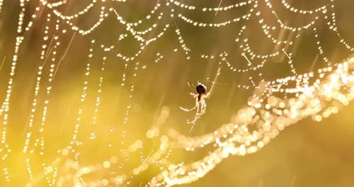 Raindrops on the Spider Web. Cobwebs in Small Drops of Rain.