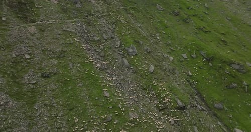 Schafe am Hang des Berges, Luftaufnahme