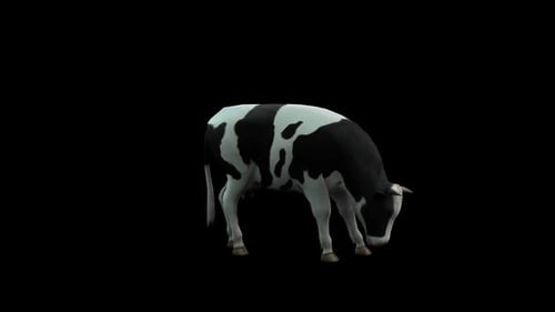 3D Animated Black and White Dairy Cow Grazing Loop