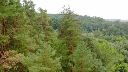 Tall pine trees. Beautiful green forest in summer. Nature landscape of woodland.