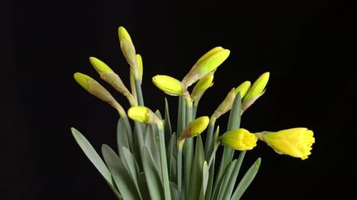 Time Lapse of Yellow Daffodils Blooming
