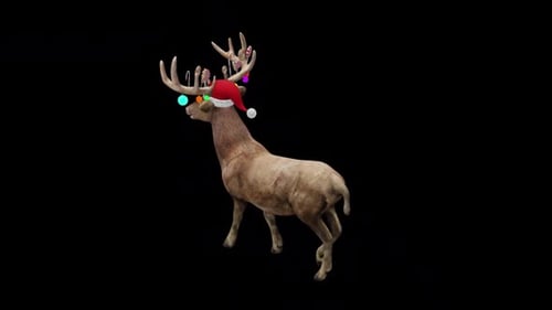 Santas Reindeer Walk View From Top Angle Back