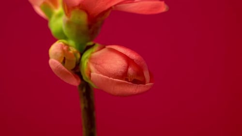 Blossoming Pink Flower Close Up Time Lapse
