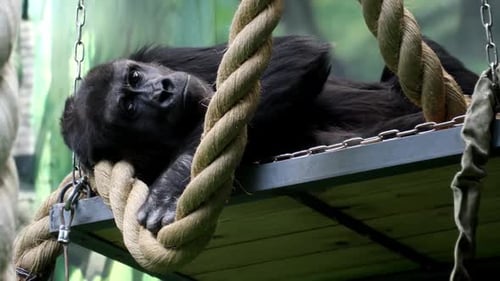 le singe gorille est allongé sur une étagère suspendue et suit attentivement le mouvement avec ses yeux