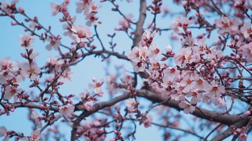 Abelhas e flores da primavera