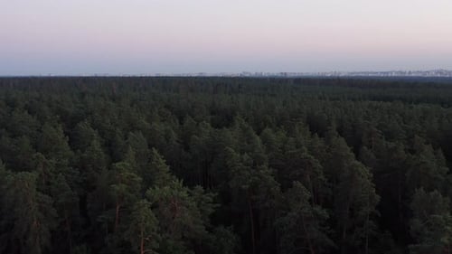 S'élevant au-dessus de la forêt avec la ligne d'horizon de la ville Drone arrière-plan.