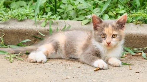 Colorful Kitten Resting in a Garden