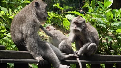 Affen im Wald auf Bali