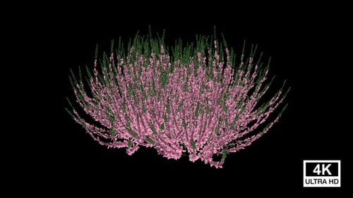 Growing Heather Plant with Pink Flowers Alpha Channel
