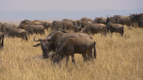 Gnus paissant dans les prairies