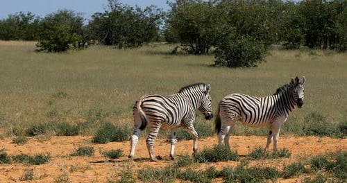 Playful Burchell's zebra in african bush, Etosha national Park, Namibia wildlife