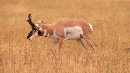 Pronghorn in Yellowstone National Park