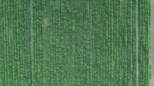 Beautiful Green Fields Top View Drone Footage