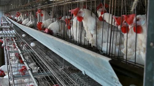 close up shot on Poultry birds barn eggs in farm cages. Rosters and white grown chickens raised by h