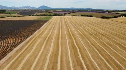 Harvested grain wheat field agriculture farm aerial view. Harvest crop at summer