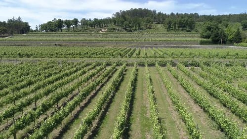 Reihen von Weinreben wachsen auf Plantagen