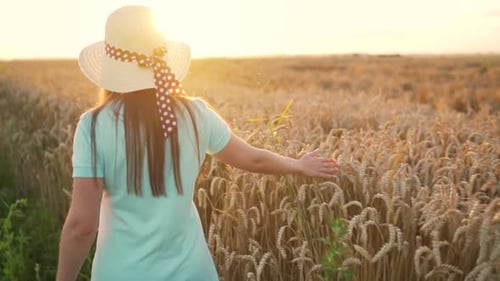 Woman in a Hat and a Blue Dress Walks Along a Wheat Field and Touches Ripe Spikelets of Wheat with
