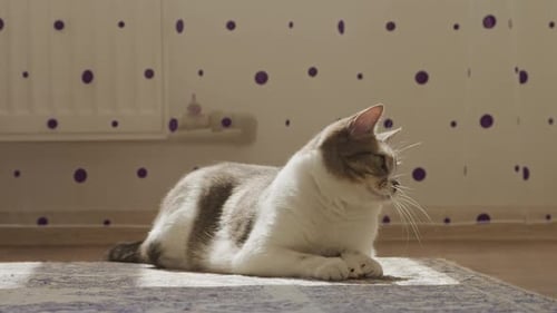 Cute Lazy White Shorthaired Cat Tired of Playing with Toys